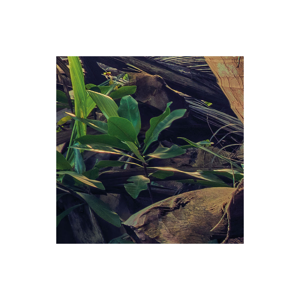 Komar  Vlies Fototapete Piratenversteck 450x280 cm Bild 7