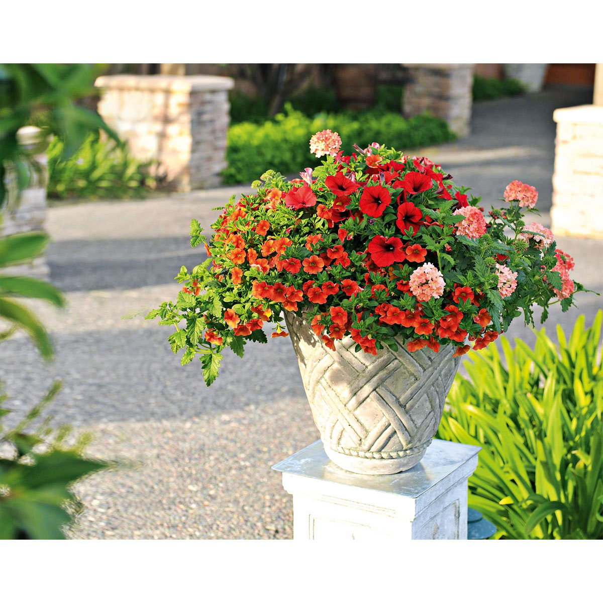 Plantiflor  Verbene verschiedene Farben T13 Bild 5