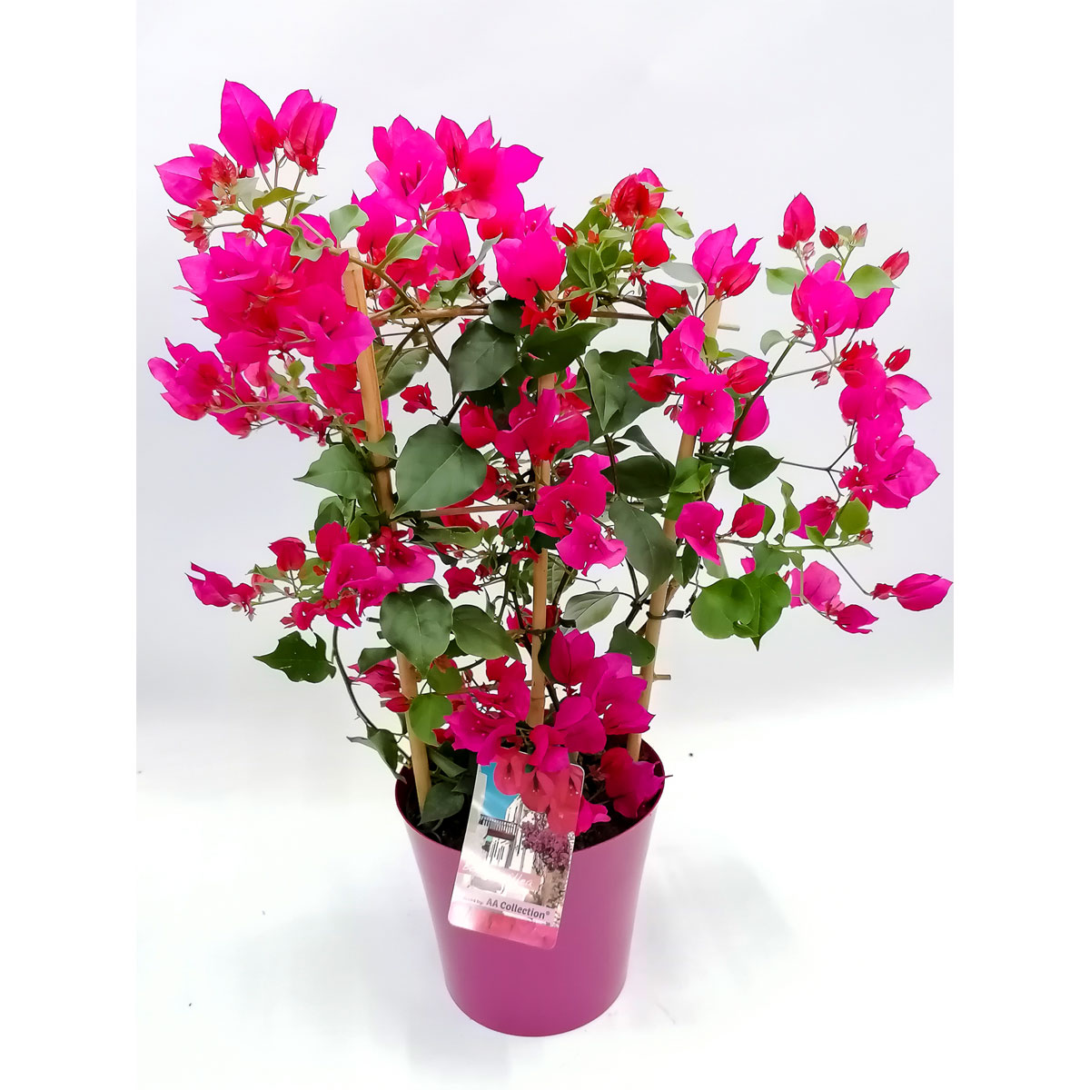 Plantiflor  Bougainville am Spalier Ton in Ton T17