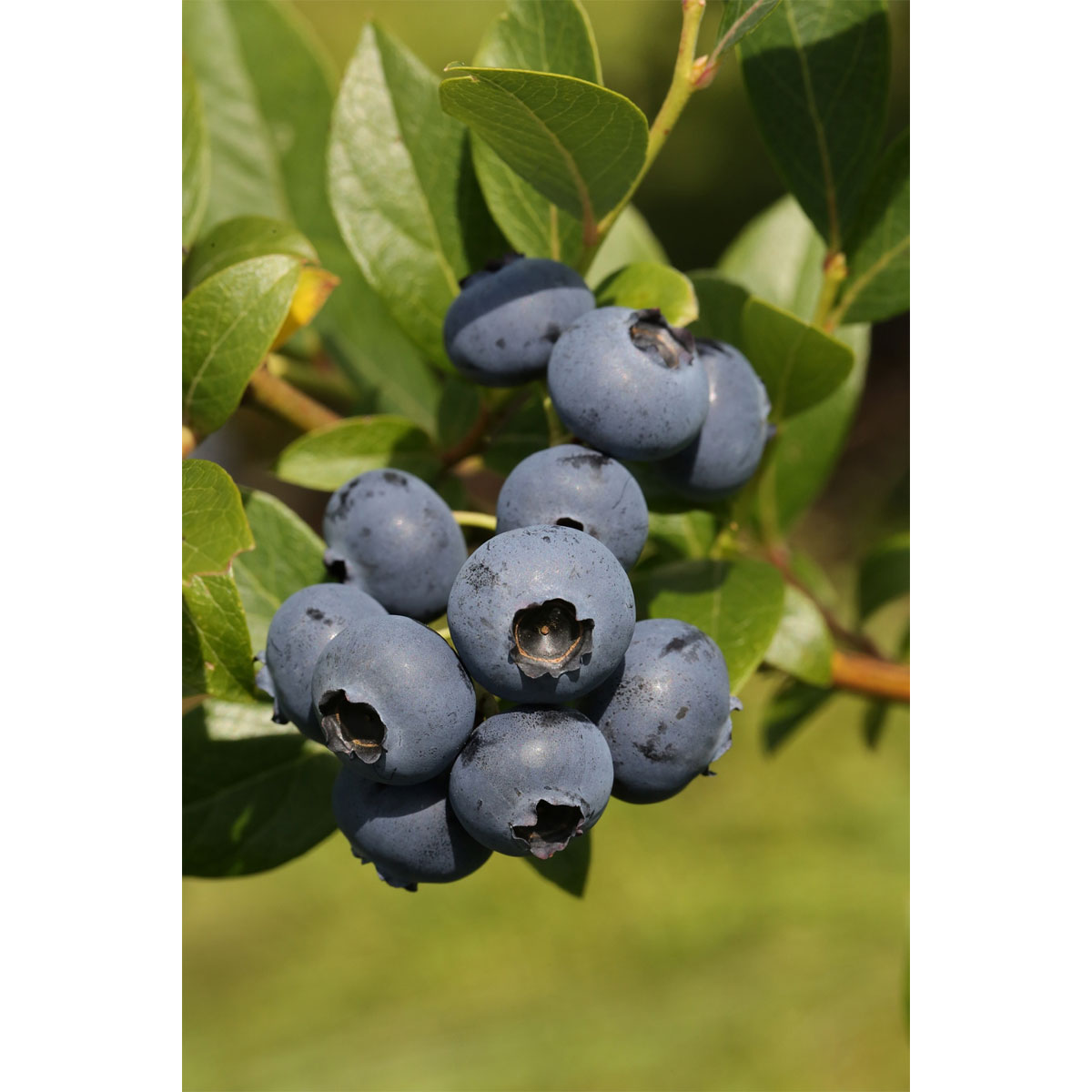 Gartenheidelbeere Bluegold