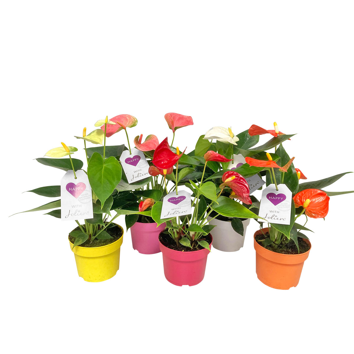 Plantiflor  Flamingoblume Ton in Ton Topf- Durchmesser 10,5 cm Bild 6