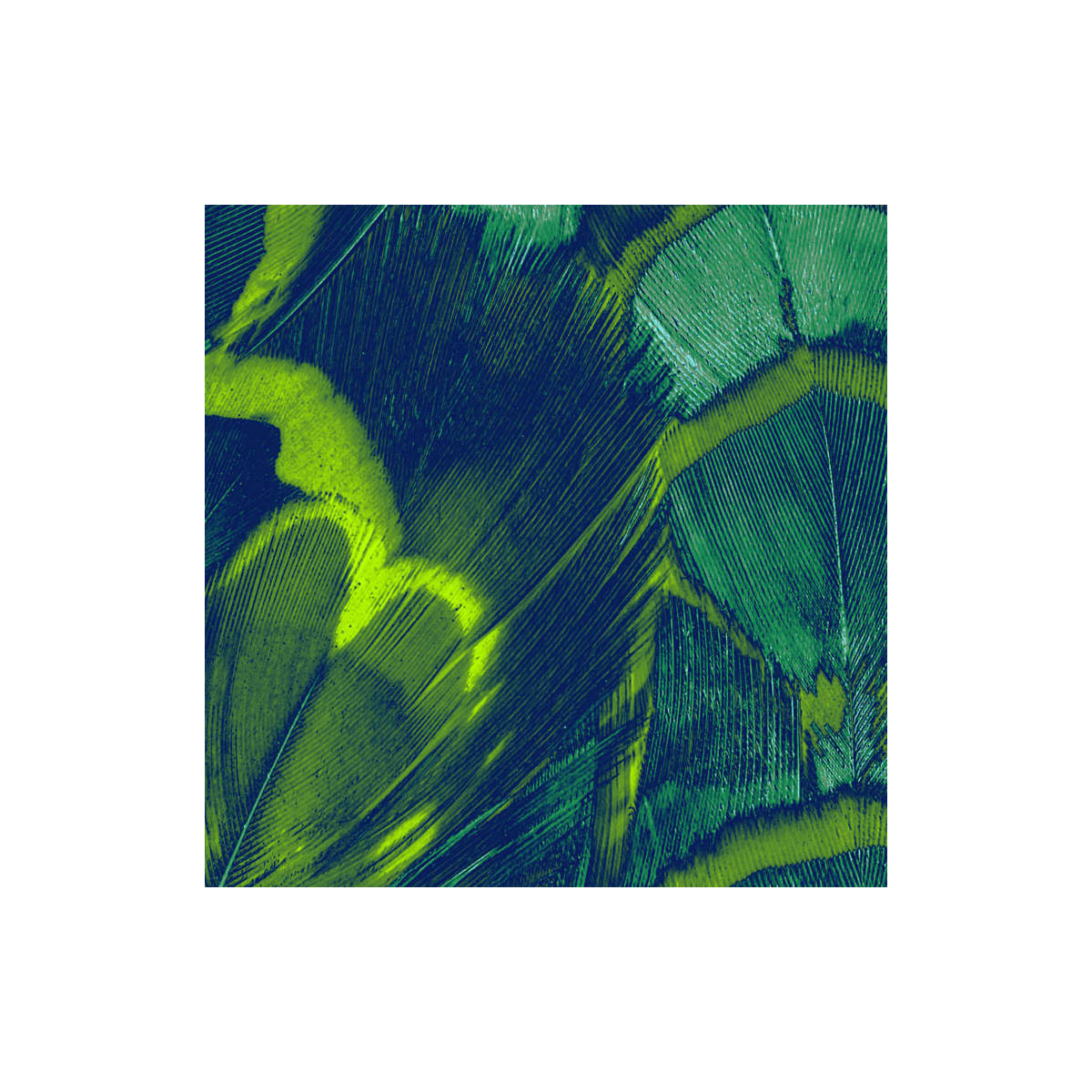 Komar  Vlies Fototapete Feathers 200x250 cm Bild 5