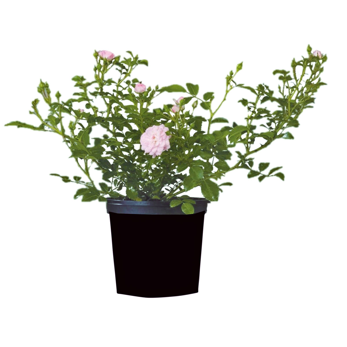 Plantiflor  Bodendeckerrosen Topf Durchmesser 13 cm