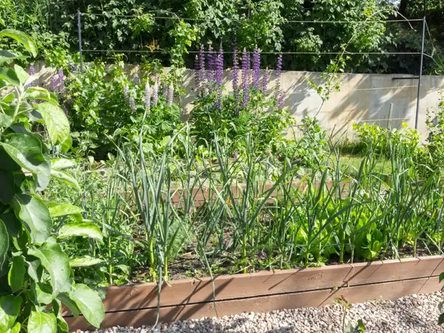Ein Gemüsebeet mit grünen Pflanzen wächst in einem sonnigen Garten nahe einer Steinmauer.
