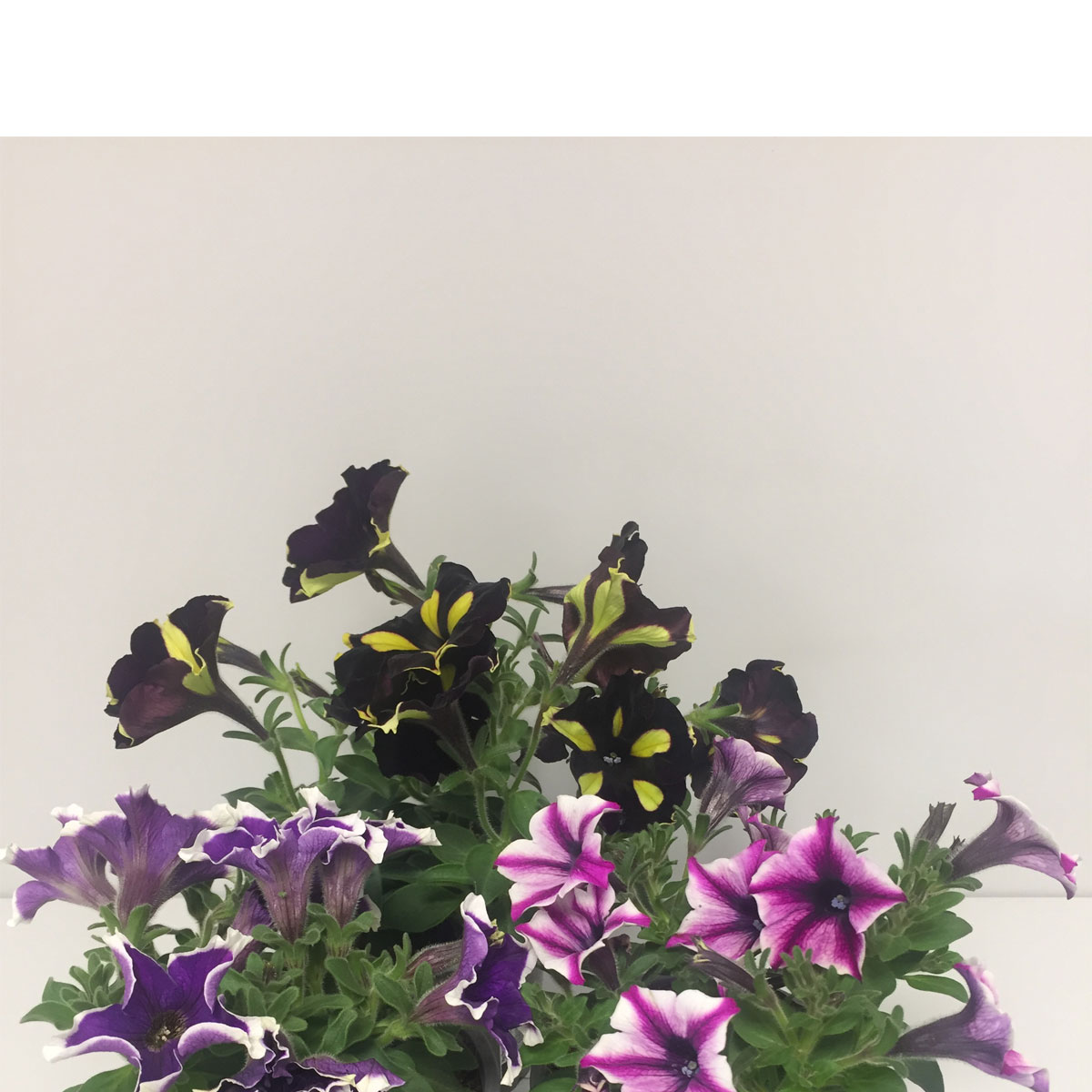 Plantiflor  Petunie in Sonderfarben Topf Durchmesser 12 cm