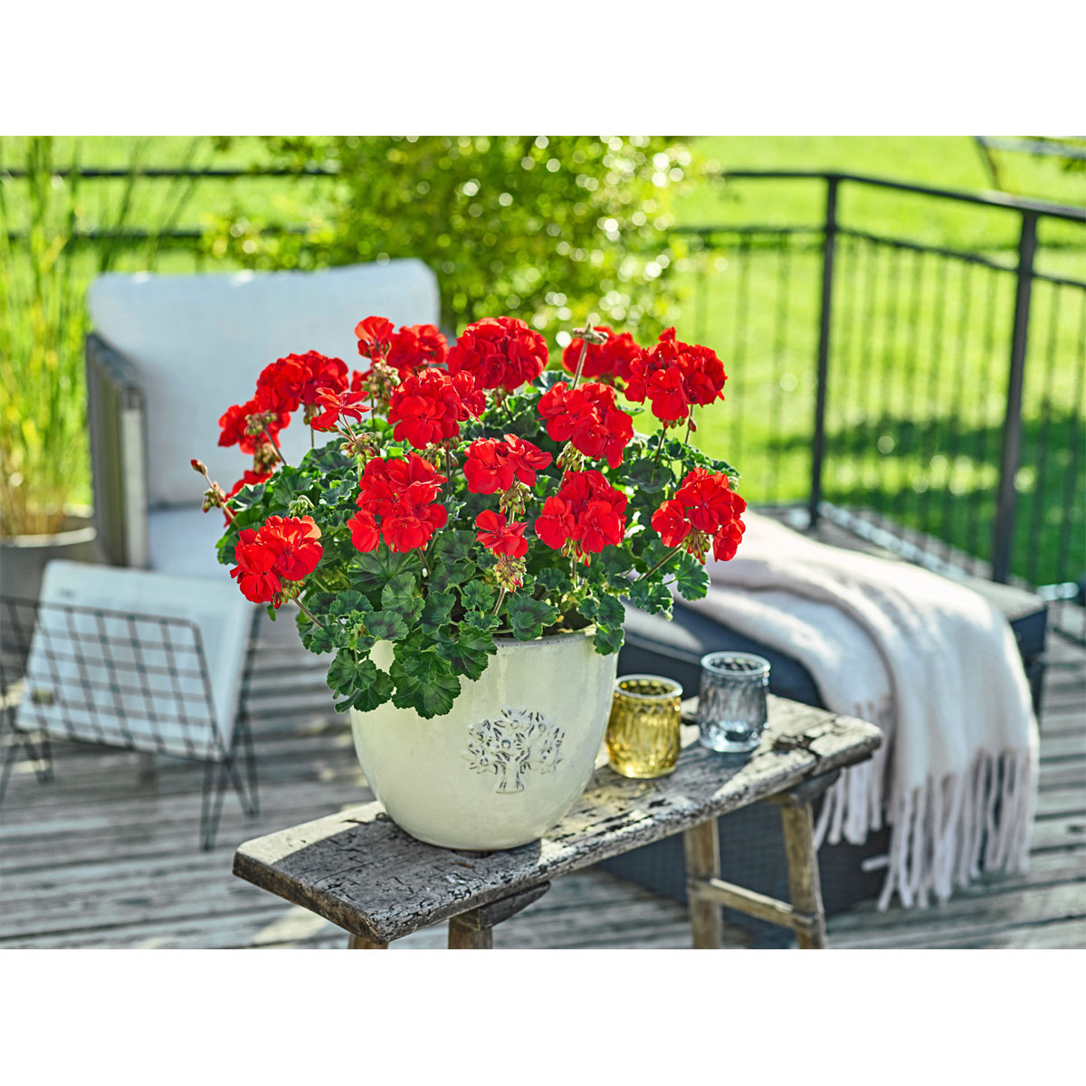 Plantiflor  Geranie stehend Topf- Durchmesser 12 cm Bild 5