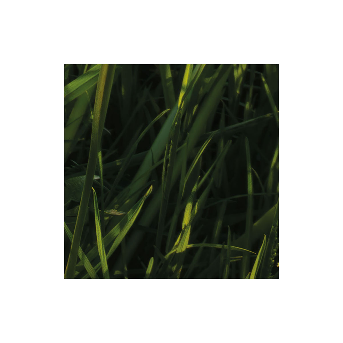 Komar  Vlies Fototapete Frühling auf dem Land 450x280 cm Bild 8