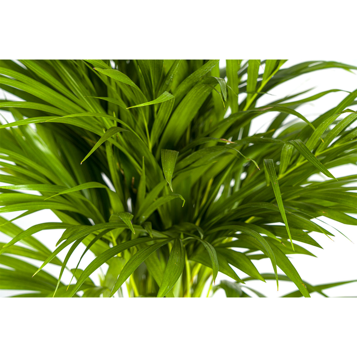 Goldfruchtpalme, Topf Ø 19 cm Bild 3