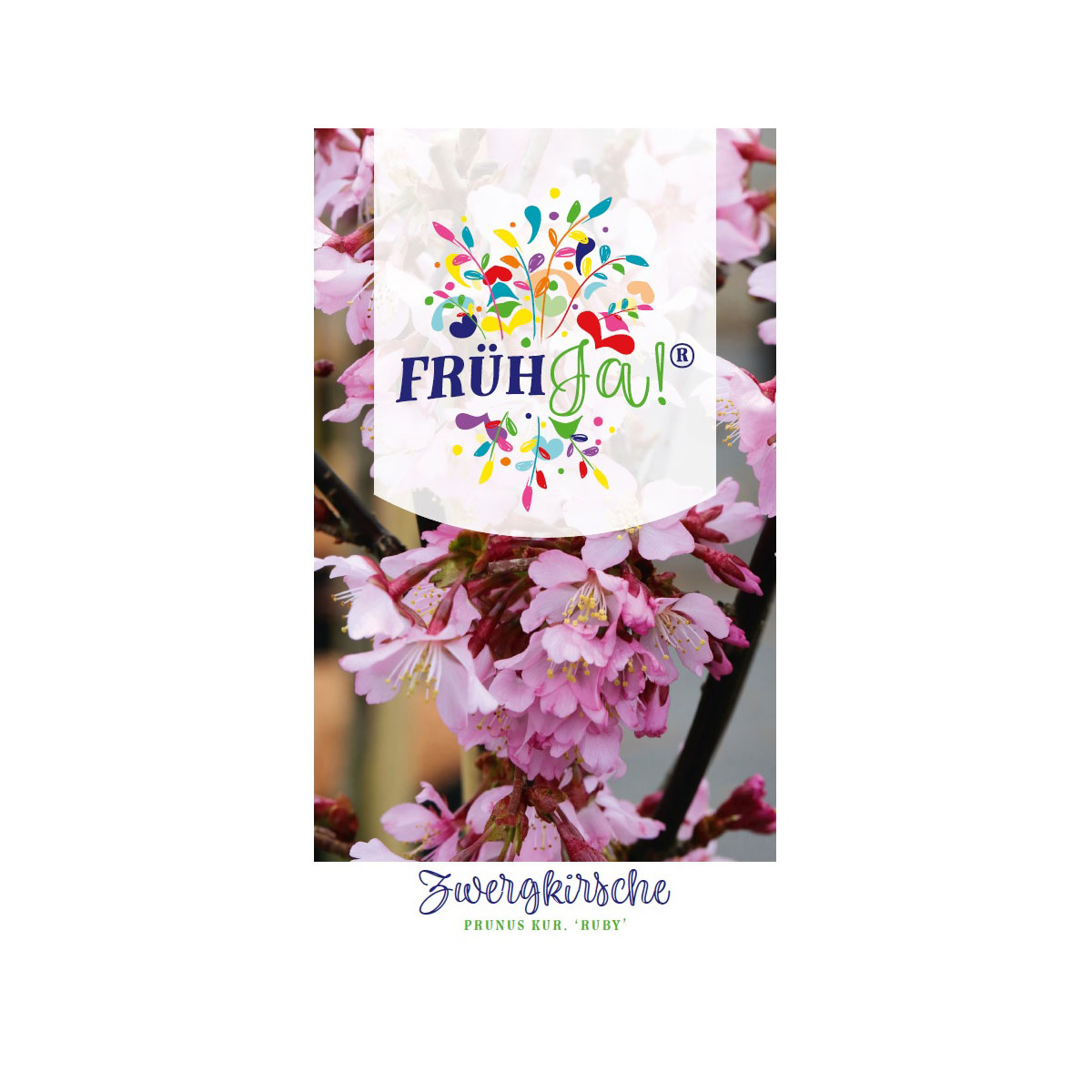 Plantiflor  Kurilenkirsche Ruby Topf Durchmesser 23 cm