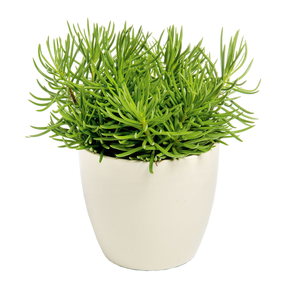 Plantiflor  ZGRÜ Senecio Himalaya T12 15-20 cm