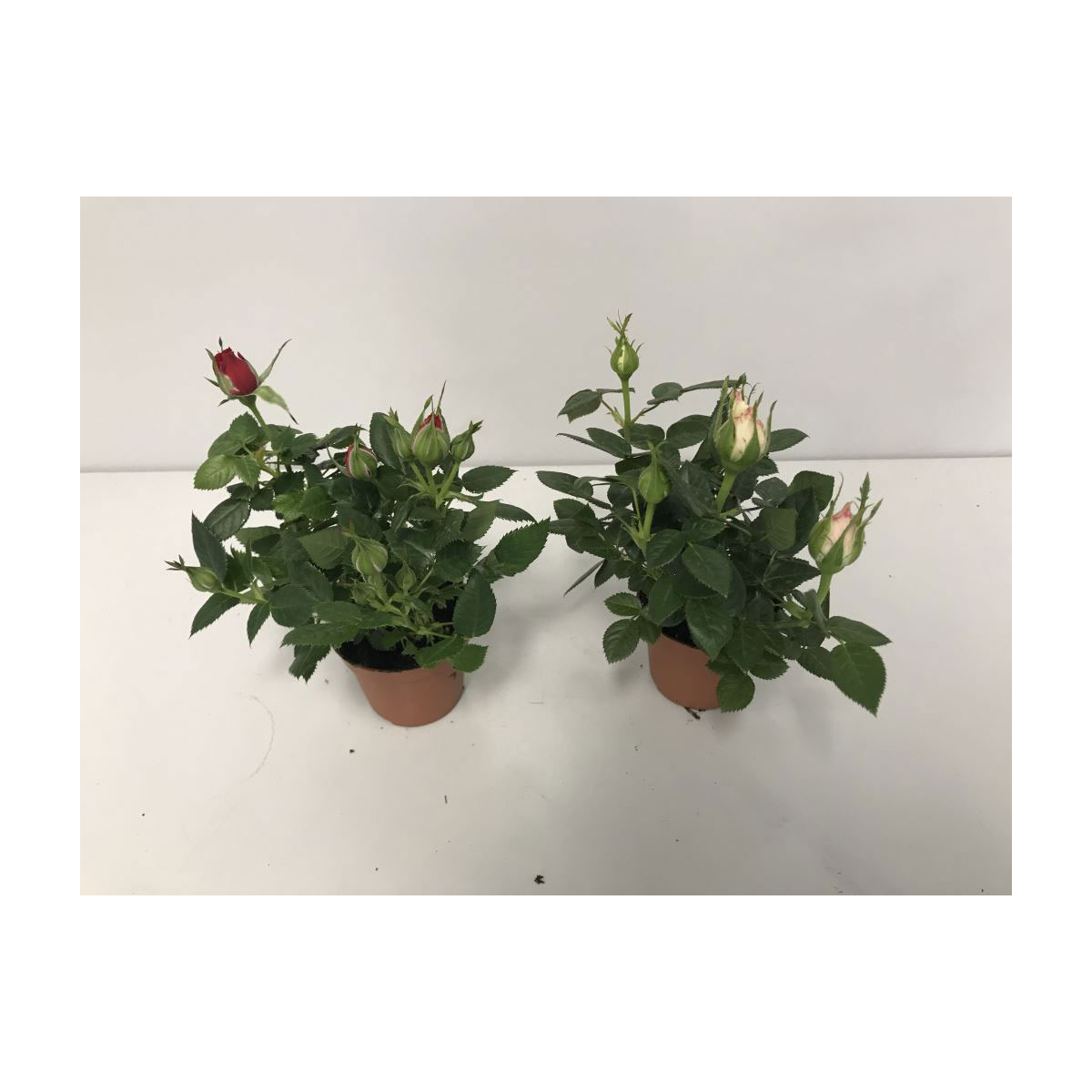 Plantiflor  Mini-Rosen Saisonfarben T6