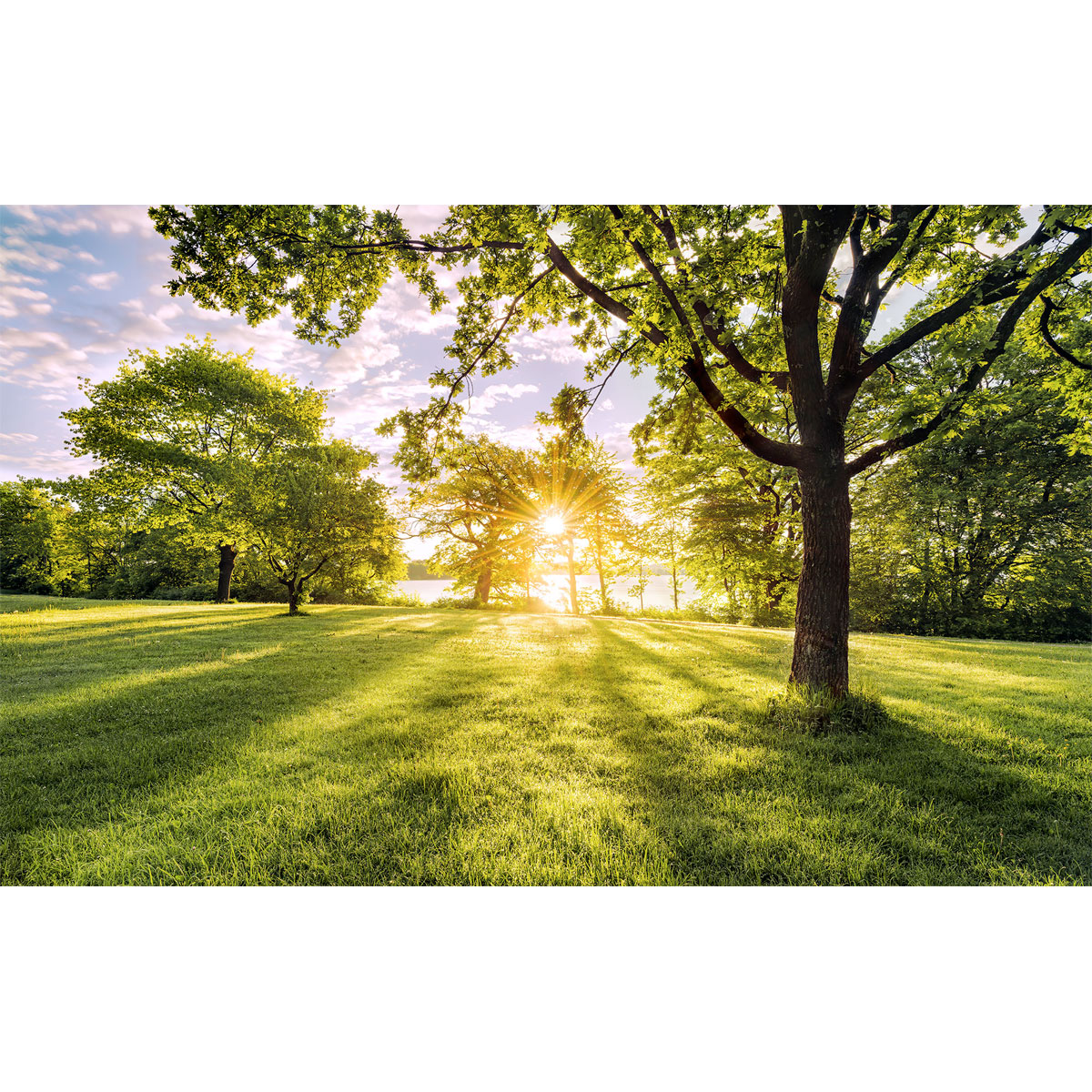 Komar  Vlies Fototapete Golden Moment 400x250 cm Bild 2