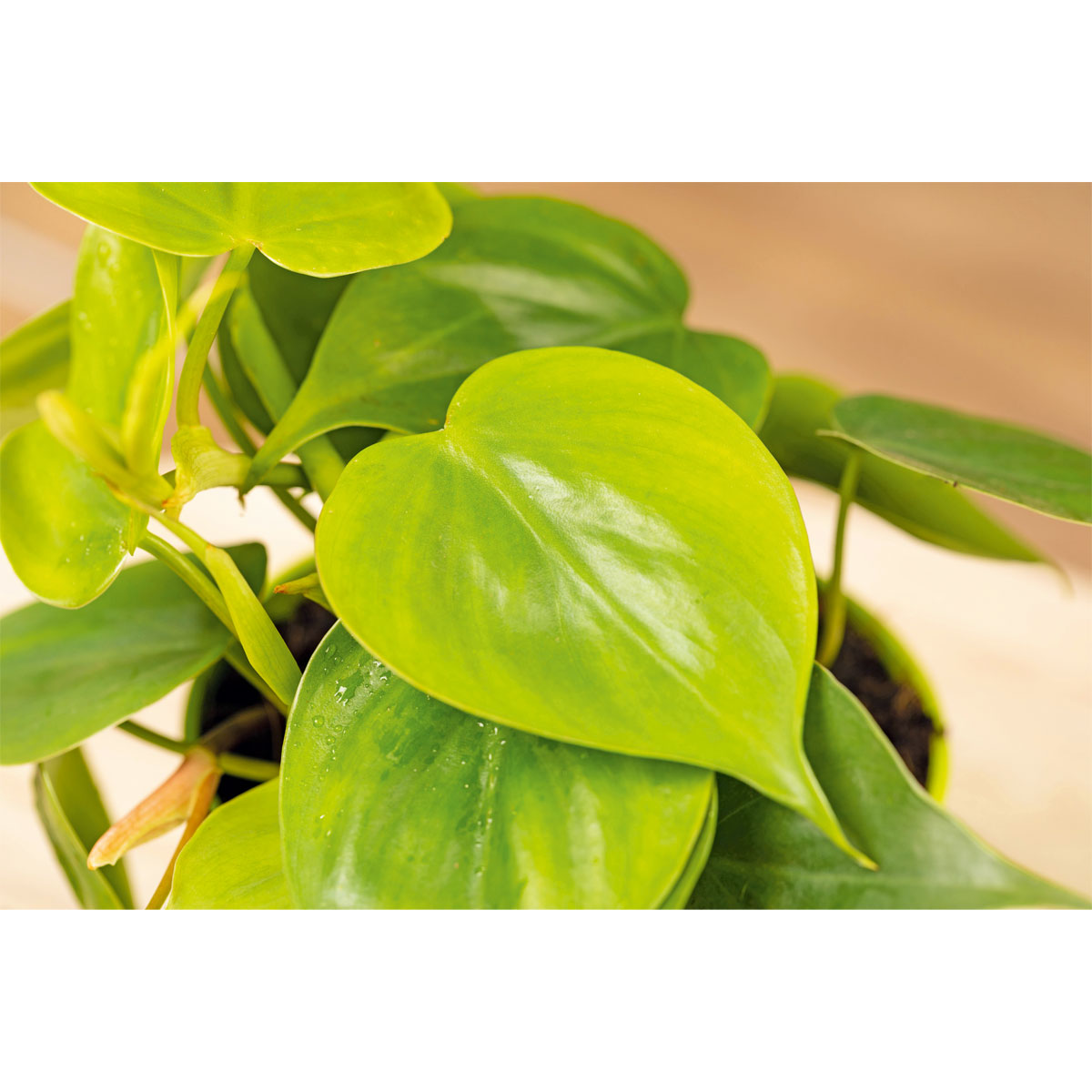 Plantiflor  Philodendron Topf Durchmesser 12 cm Bild 3