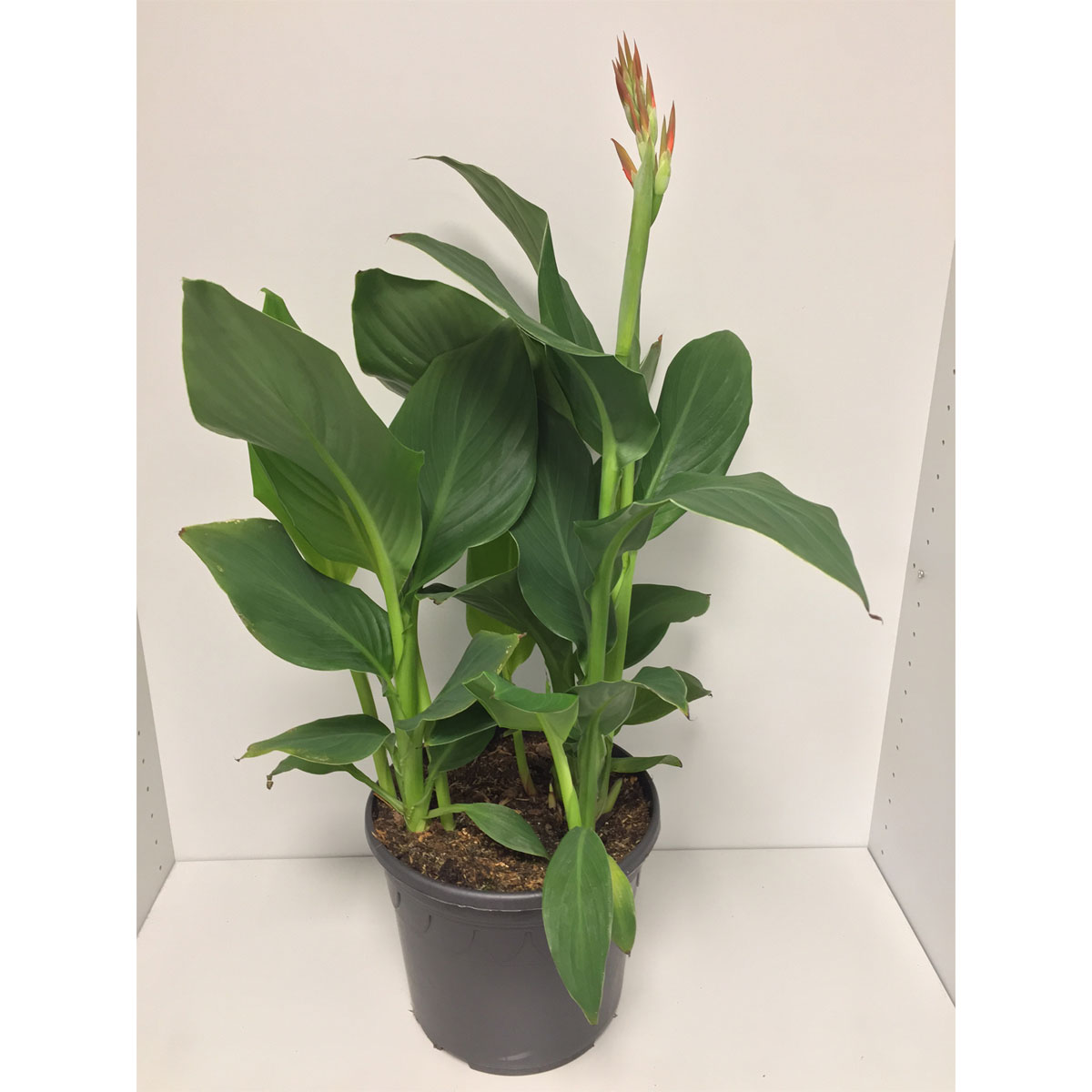 Plantiflor  Indisches Blumenrohr T25