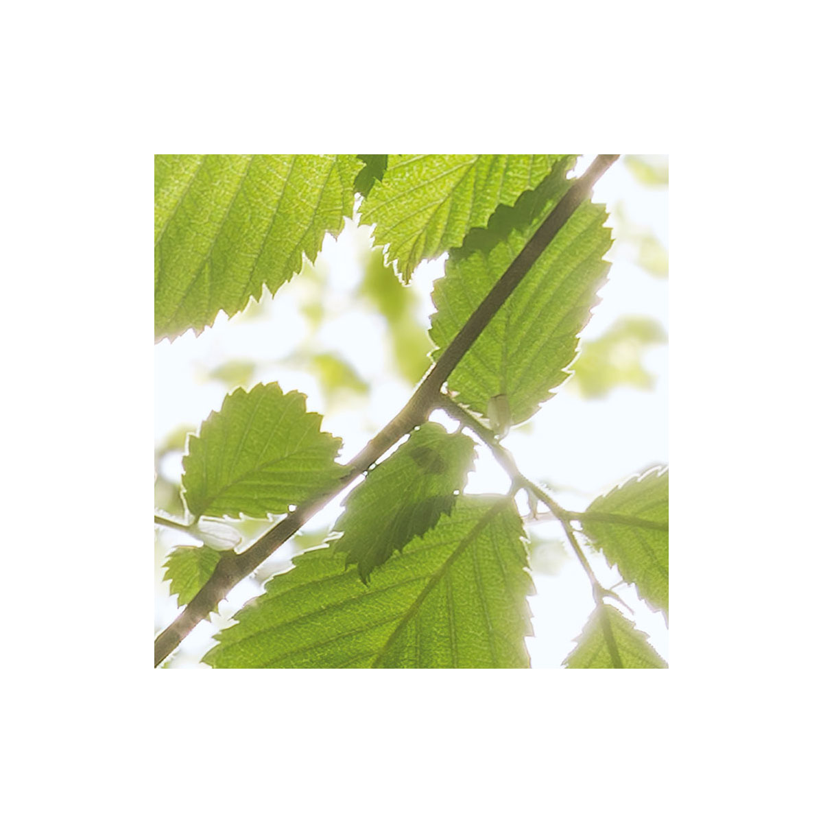 Komar  Vlies Fototapete Im Frühlingswald 250x280 cm Bild 3