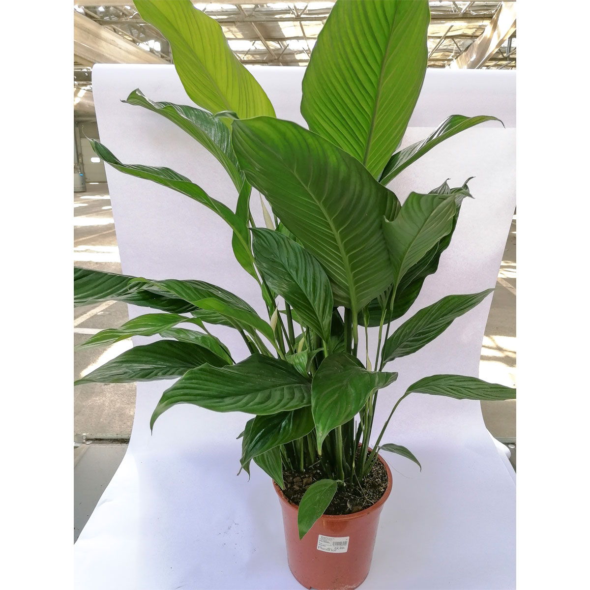 Plantiflor  Einblatt Sweet Lauretta 90 cm T21