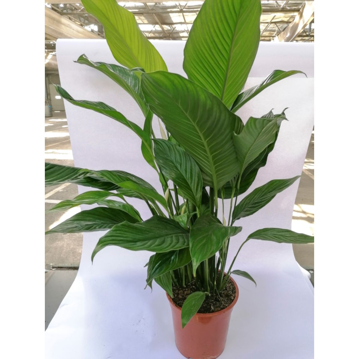 Plantiflor  Einblatt Sweet Lauretta 90 cm T21