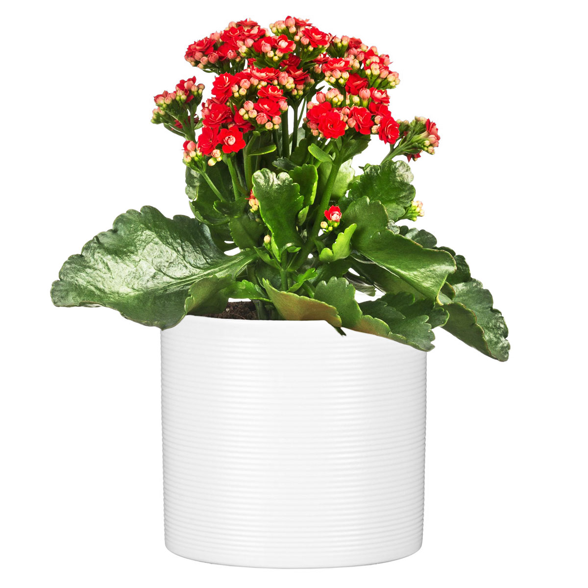 Scheurich Übertopf Panna 828 14 cm Bild 3