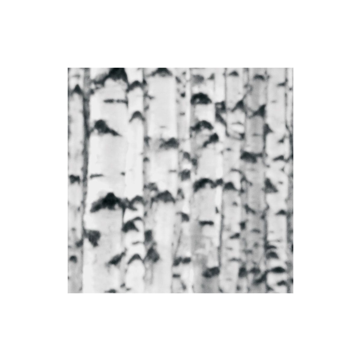 Komar  Vlies Fototapete Woods 400x270 cm Bild 4