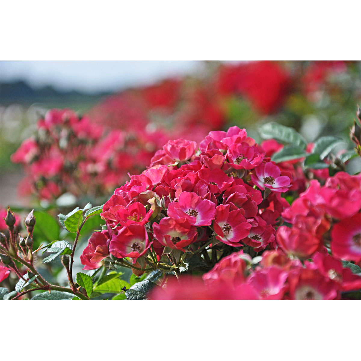 Plantiflor  Zwergrose Rosy Boom Mini Topf Durchmesser 24 cm