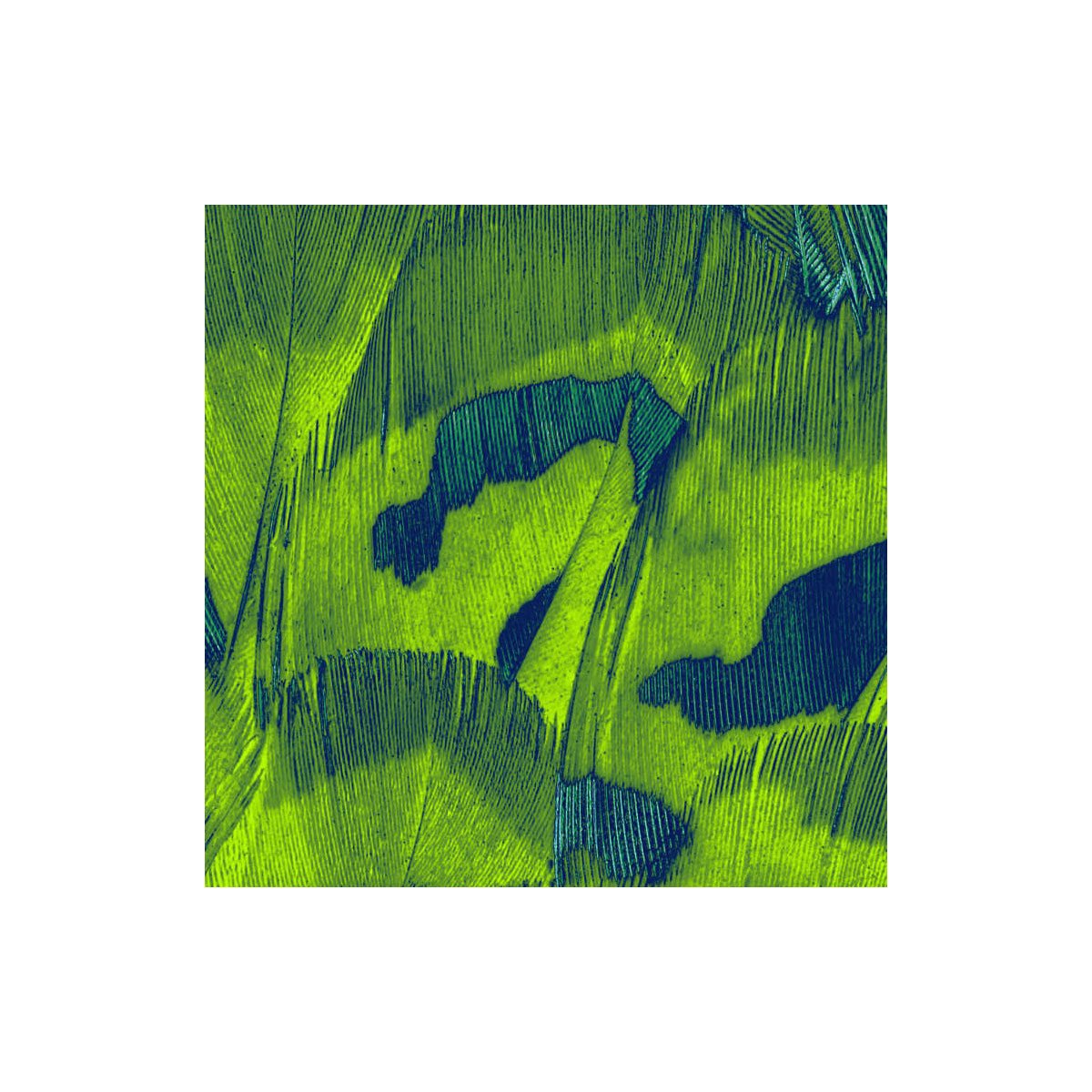 Komar  Vlies Fototapete Feathers 200x250 cm Bild 8