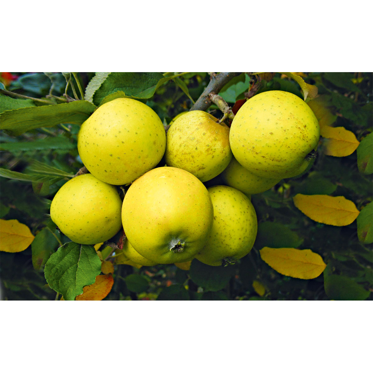 Plantiflor Säulenapfel Golden Sensation Topf Durchmesser 23 cm Bild 2