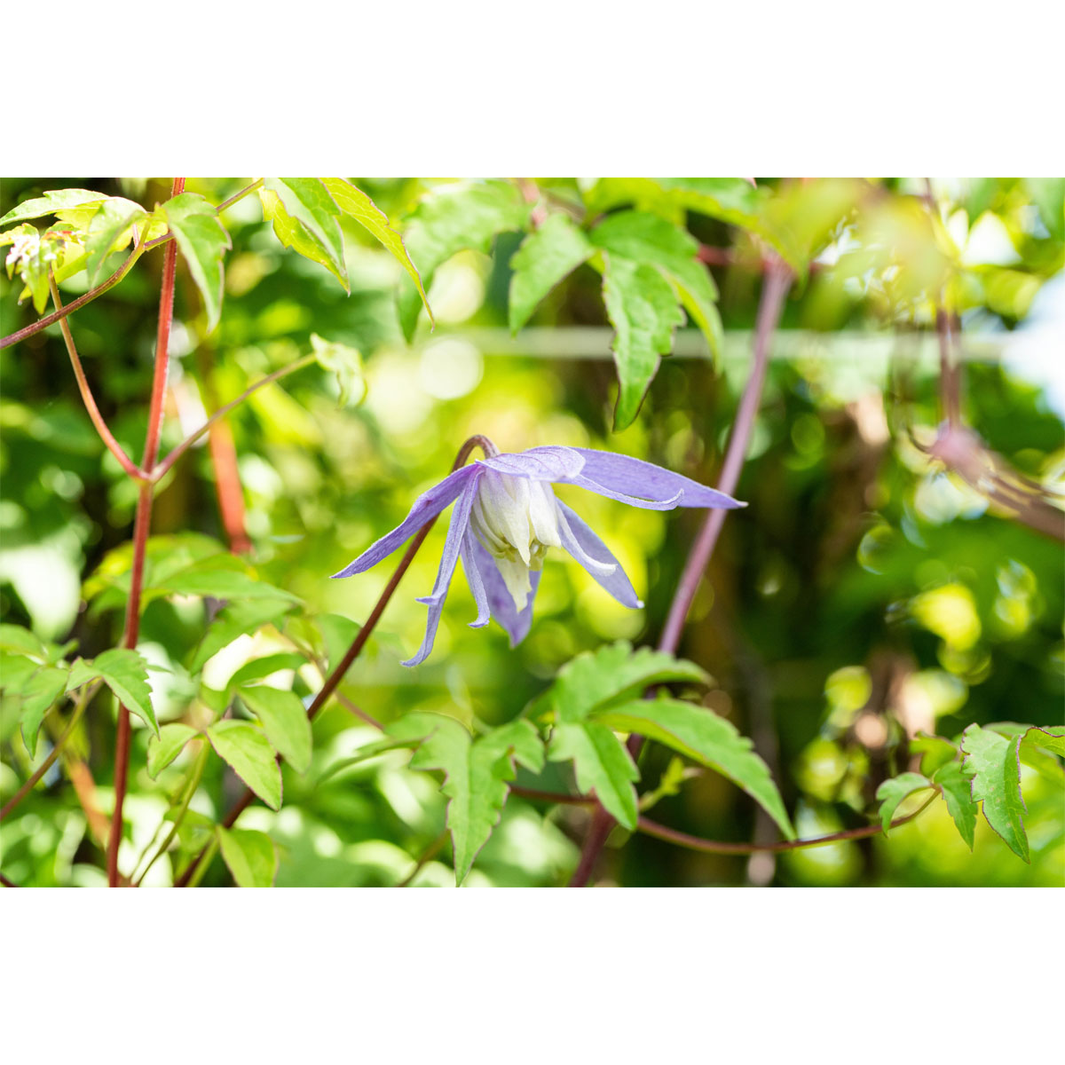 Plantiflor Alpenwaldrebe Blau Topf Durchmesser 17 cm