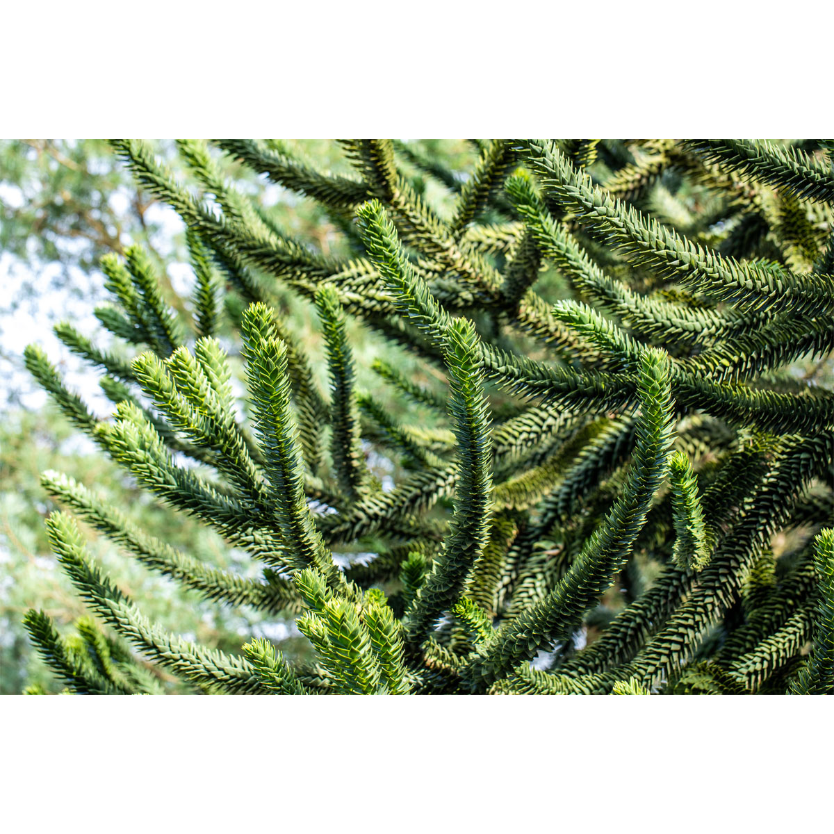 Plantiflor Chilenische Schmucktanne Topf Durchmesser 17 cm