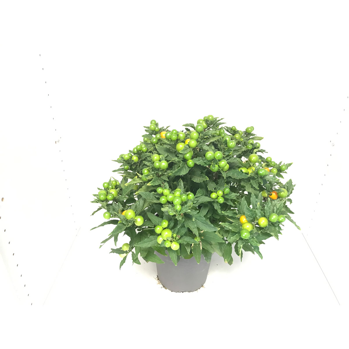 Plantiflor  Korallenbäumchen T19