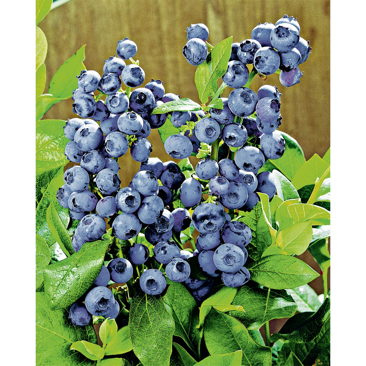 Plantiflor Heidelbeere Topf Durchmesser 17 cm Bild 3