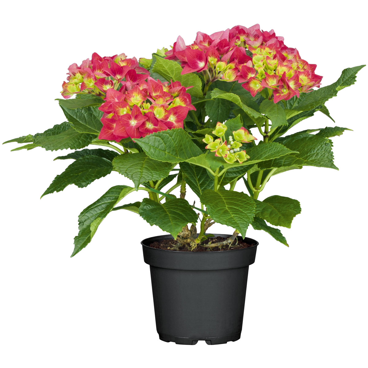 Plantiflor  Gartenhortensie Macrophylla Topf- Durchmesser 17 cm Bild 1