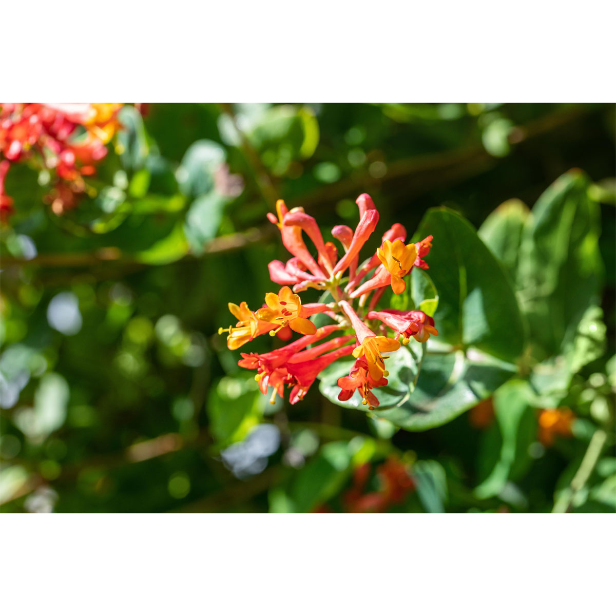 Plantiflor Rote Geißschlinge Topf Durchmesser 17 cm