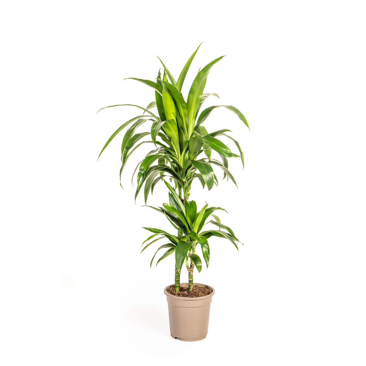 Duftender Drachenbaum „Lisa“, Topf Ø 21 cm Bild 1