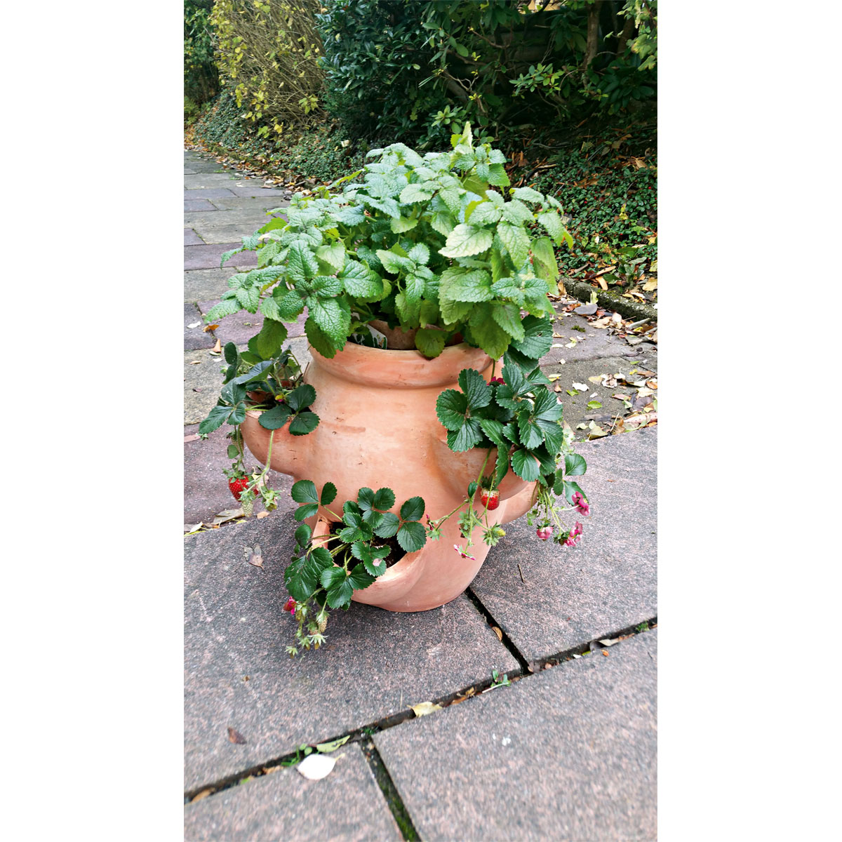 Haveson Erdbeer- und Kräutertopf Giardino Bild 6