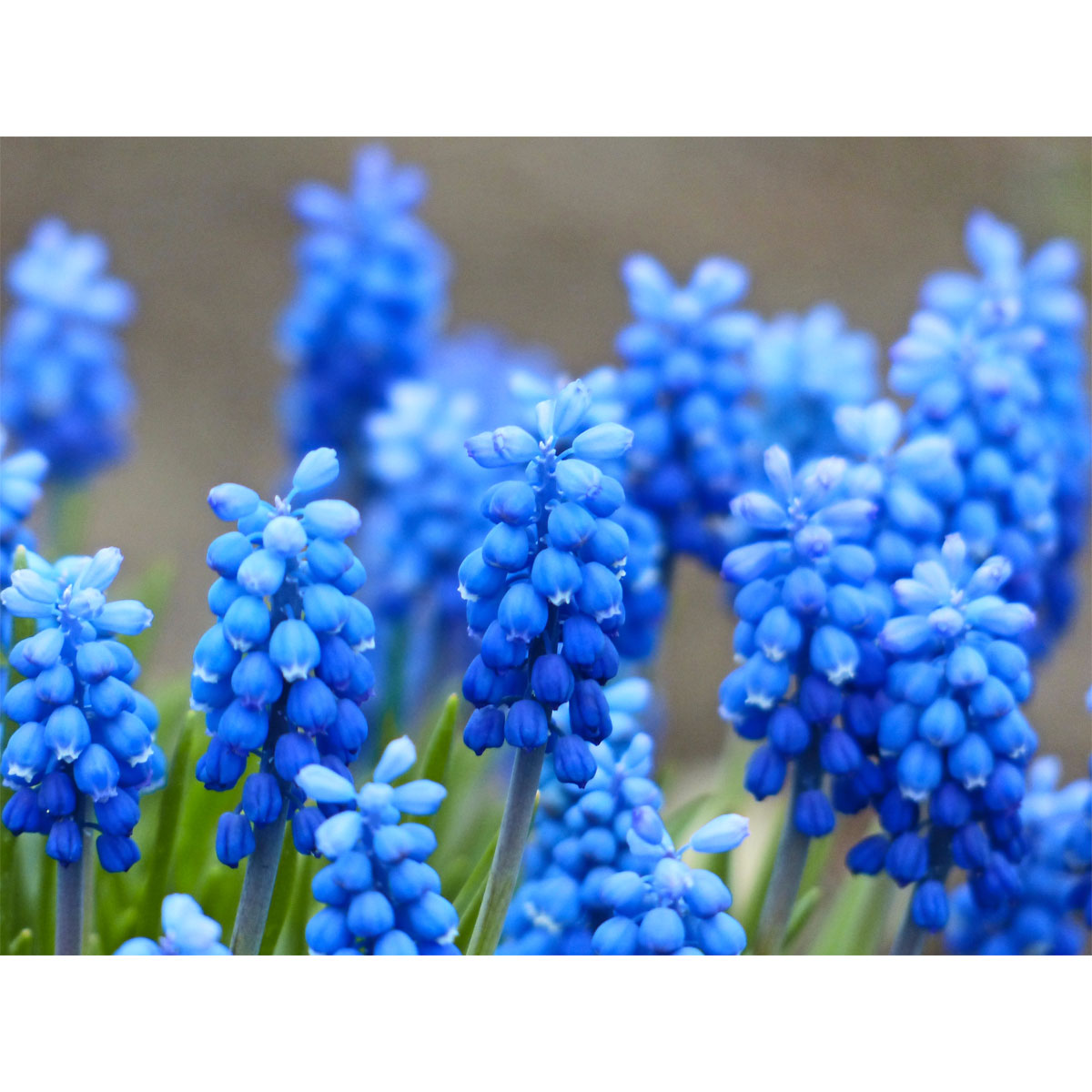 Plantiflor  Blumenzwiebel Armenische Traubenhyazinthe Topf Durchmesser 10,5 cm Bild 2