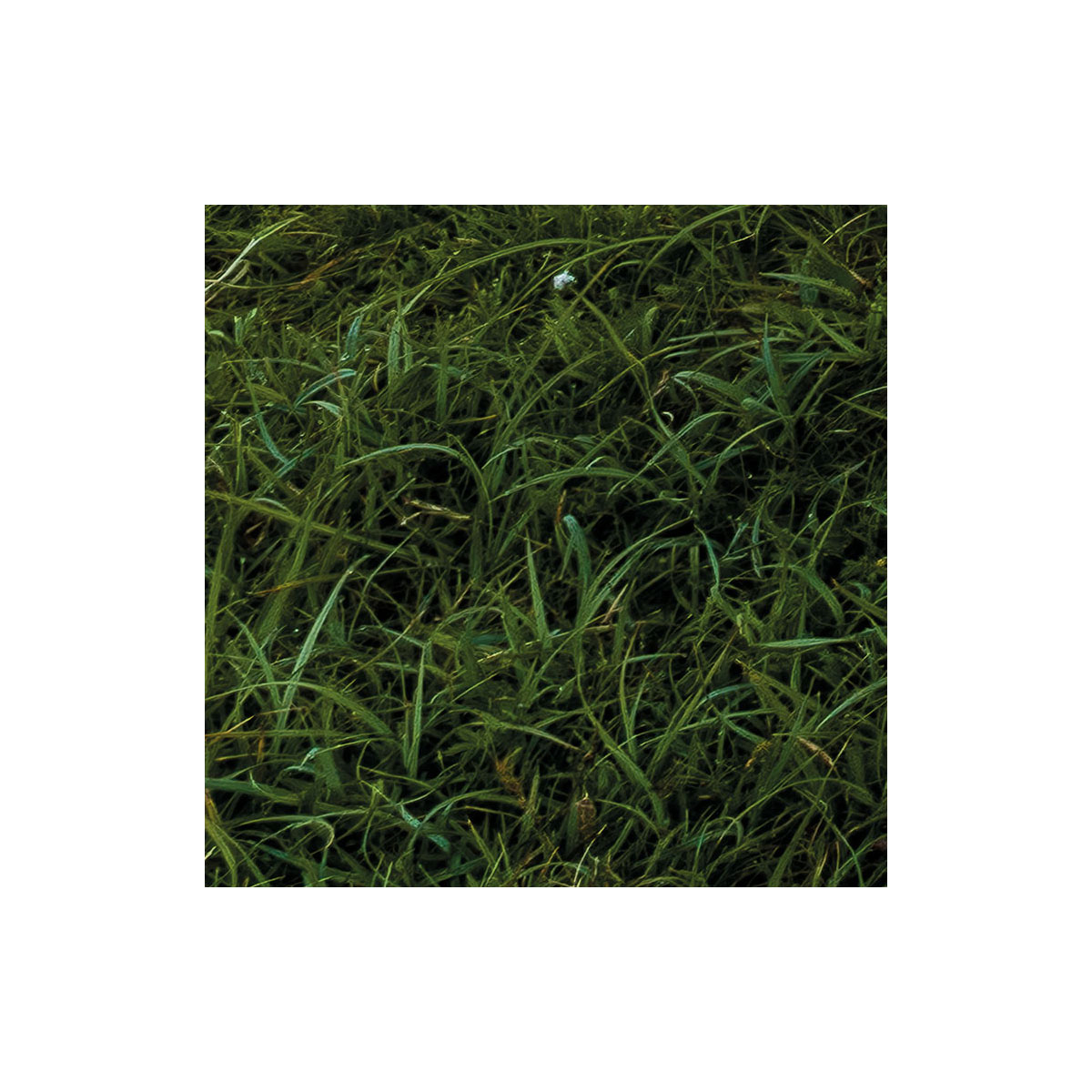 Komar  Vlies Fototapete Scottish Paradise 450x280 cm Bild 5