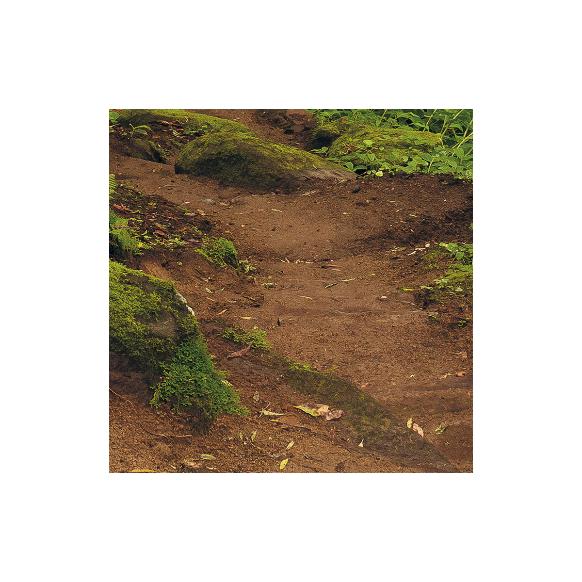 Komar  Vlies Fototapete The Path 200x250 cm Bild 8