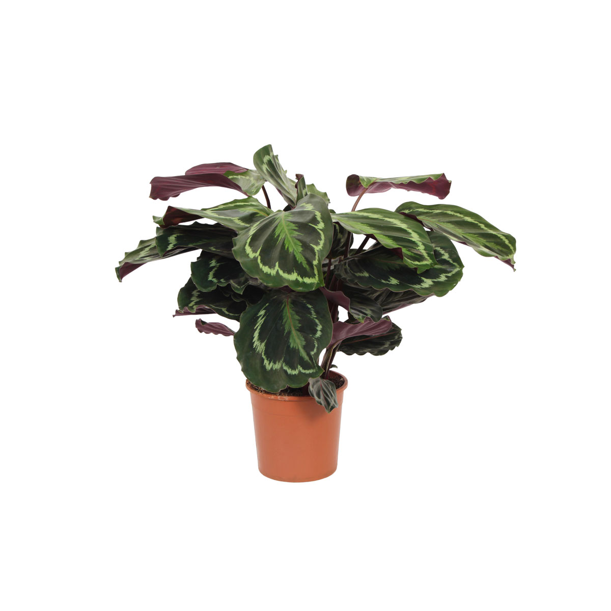 Korbmarante Topf- Durchmesser 14 cm Bild 2