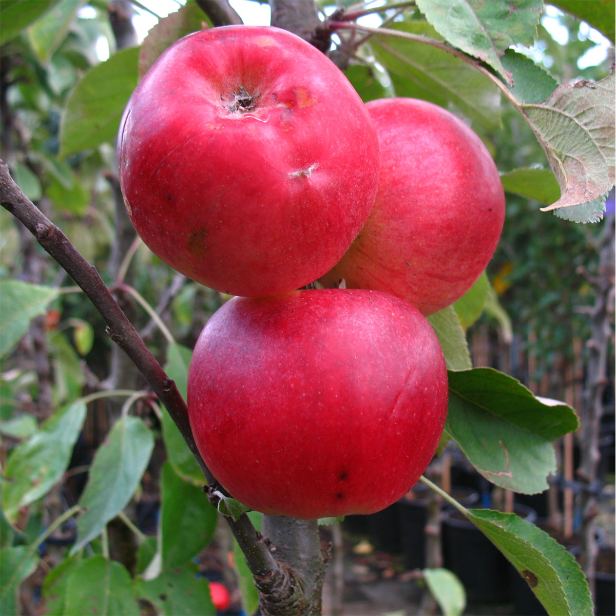 Säulenapfel 1a-plant Finn A 2