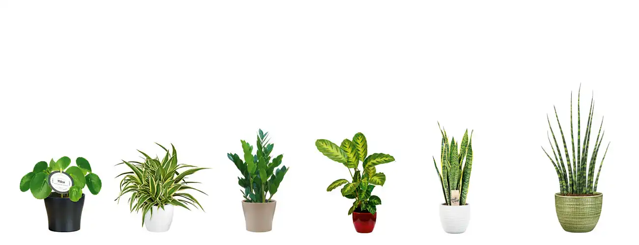 Sechs Topfpflanzen stehen nebeneinander in verschiedenen farbigen Töpfen.