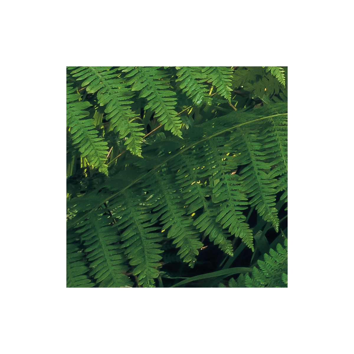 Komar  Vlies Fototapete Mystic Path 400x250 cm Bild 8