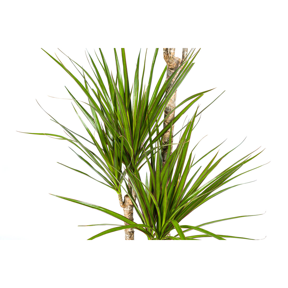 Gerandeter Drachenbaum „Green“, Topf Ø 21 cm Bild 3