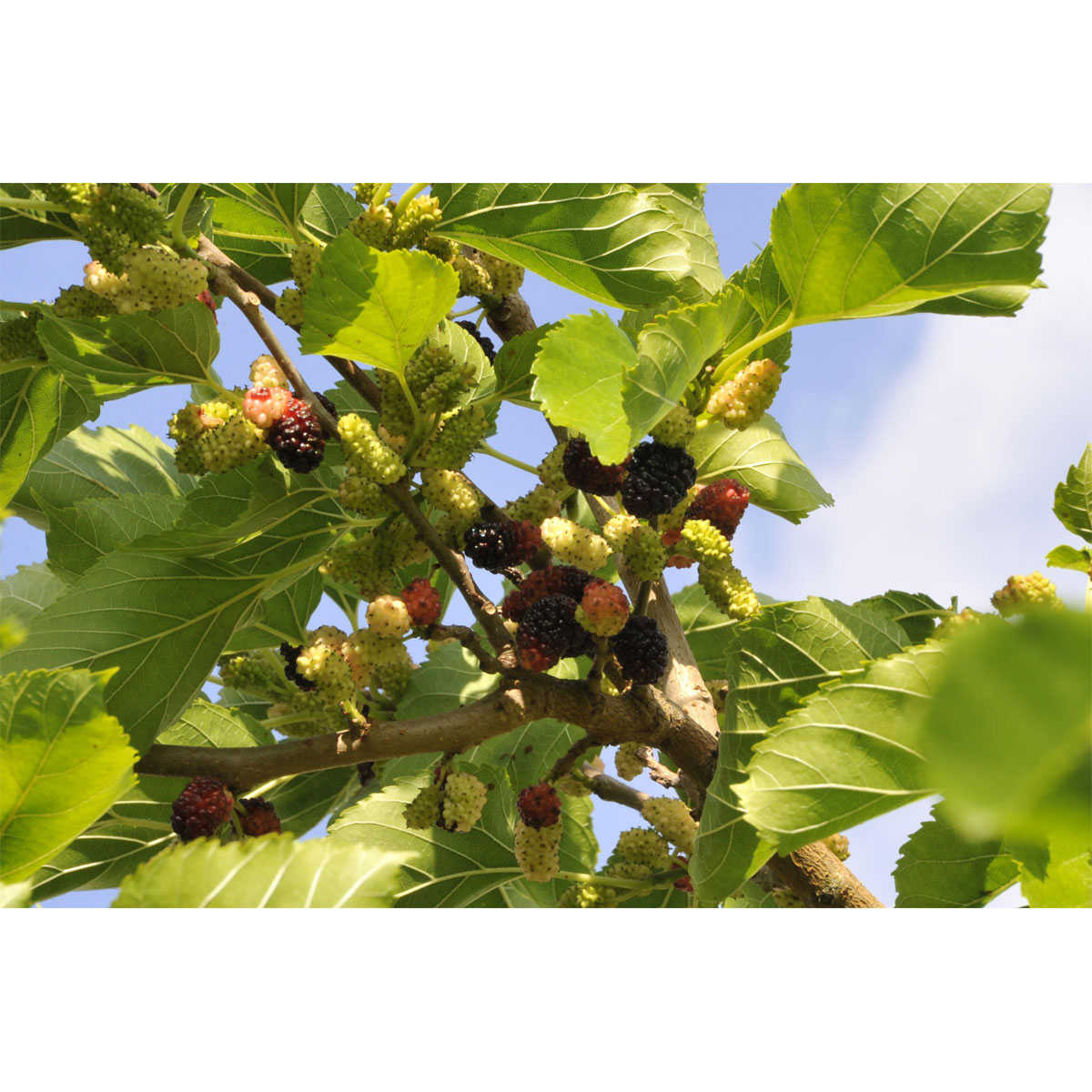 Plantiflor Schwarze Maulbeere Wilde Küche Topf Durchmesser 23 cm