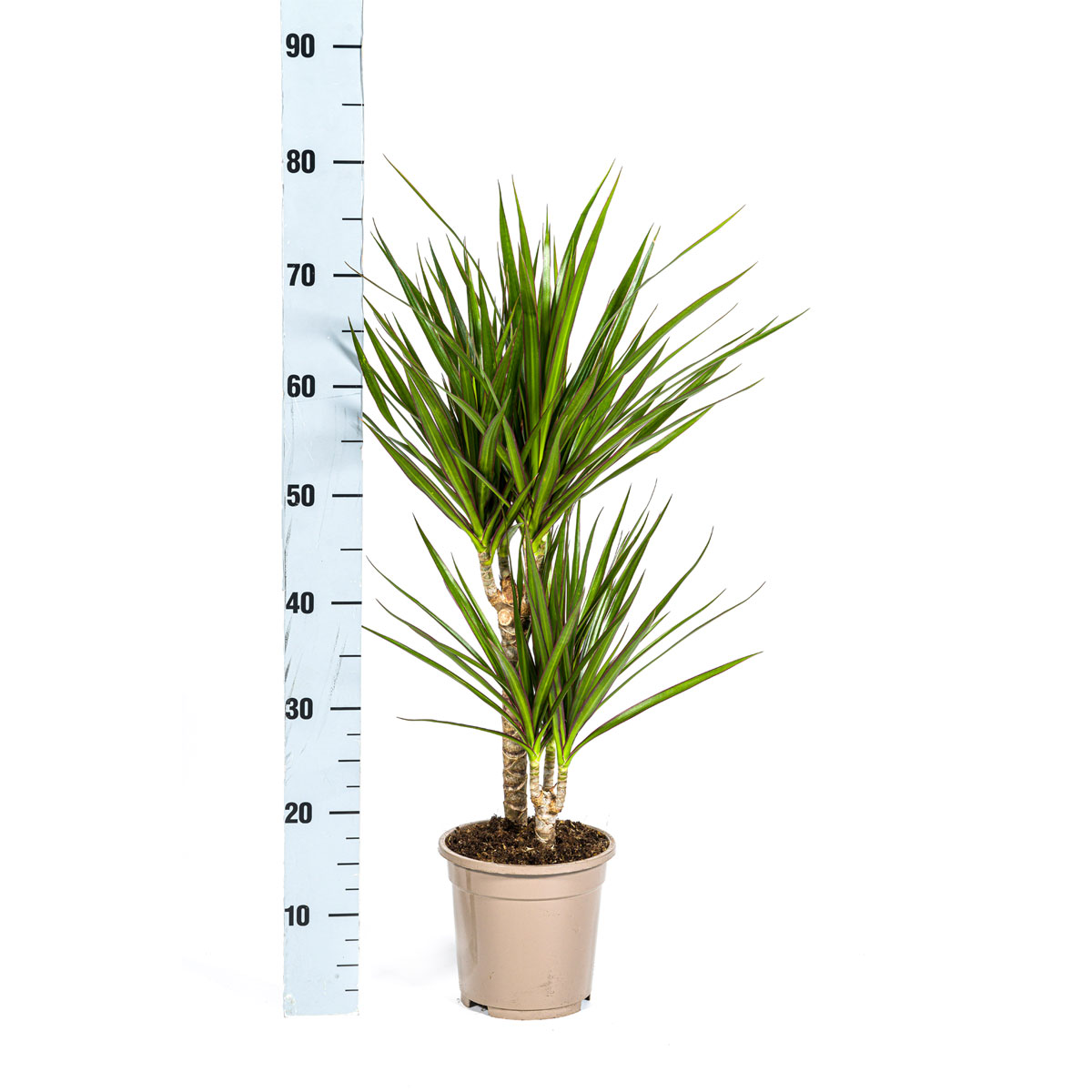 Gerandeter Drachenbaum „Green“, Topf Ø 17 cm Bild 2