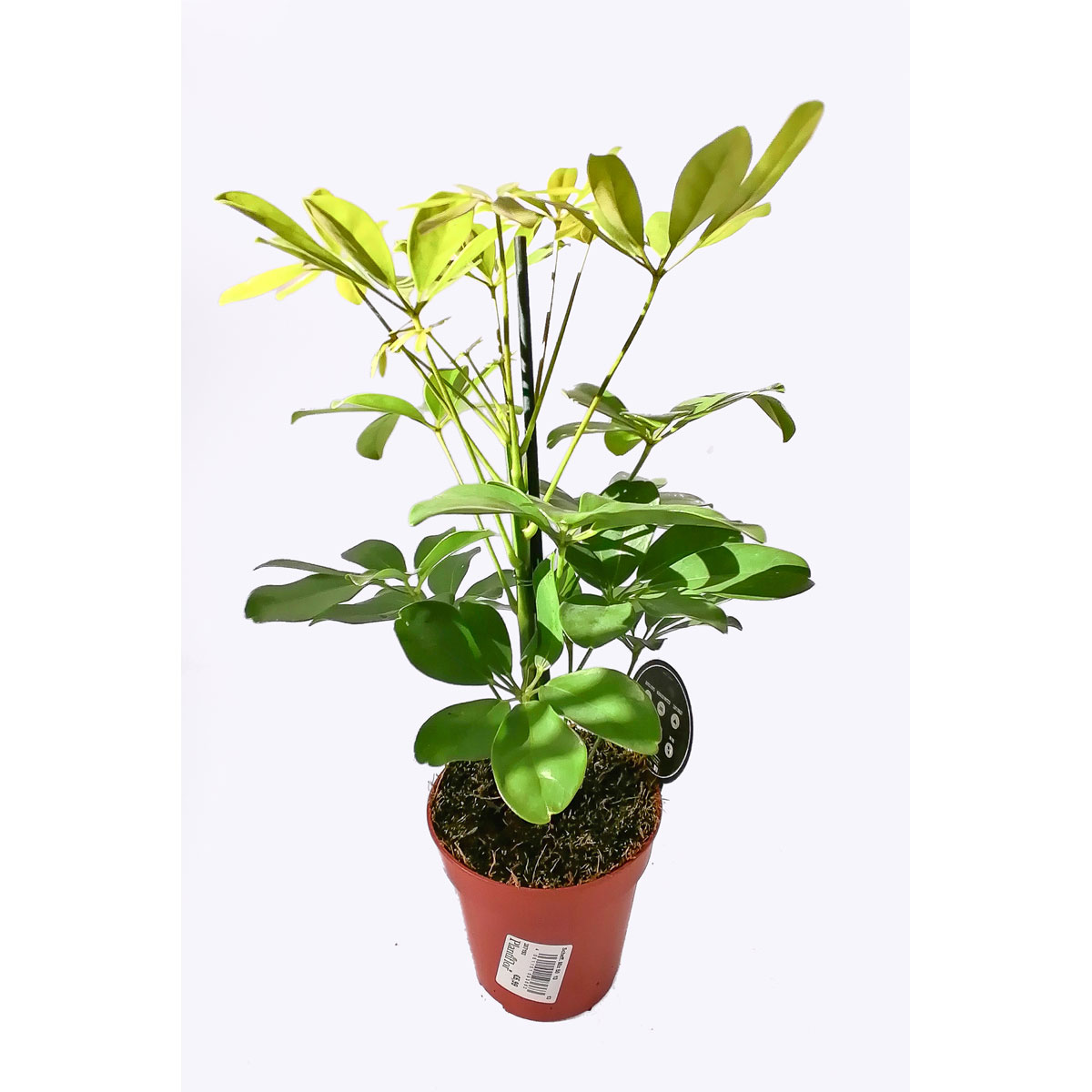 Plantiflor Schefflera 40 cm verschiene Sorten T13