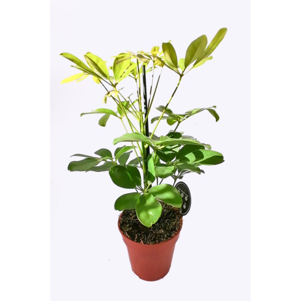 Plantiflor Schefflera 40 cm verschiene Sorten T13