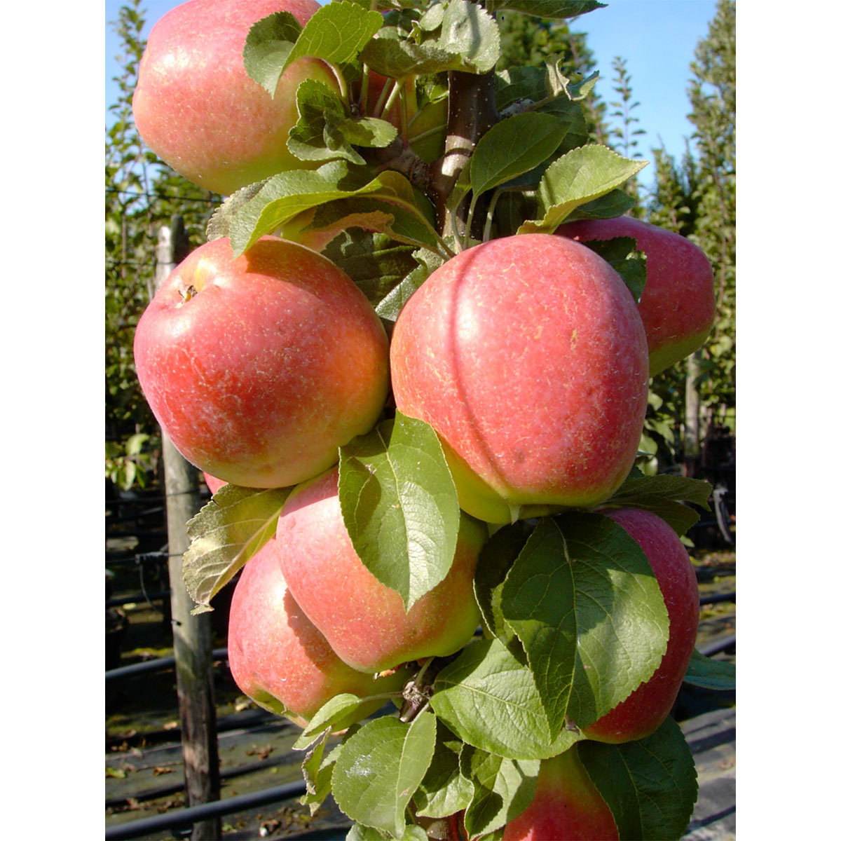 Säulenapfel Golden Gate