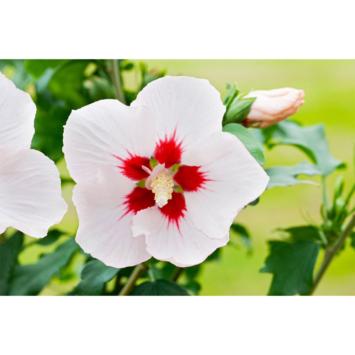 Garteneibisch im 1-Liter Topf