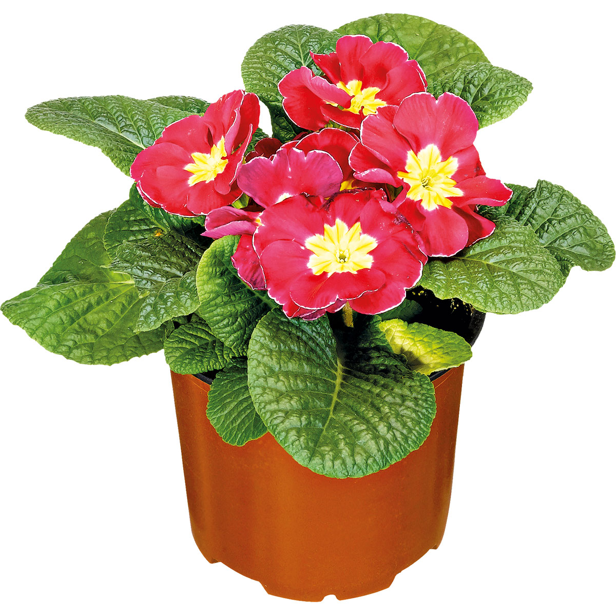 Plantiflor  Primel Topf Durchmesser 9 cm Bild 1