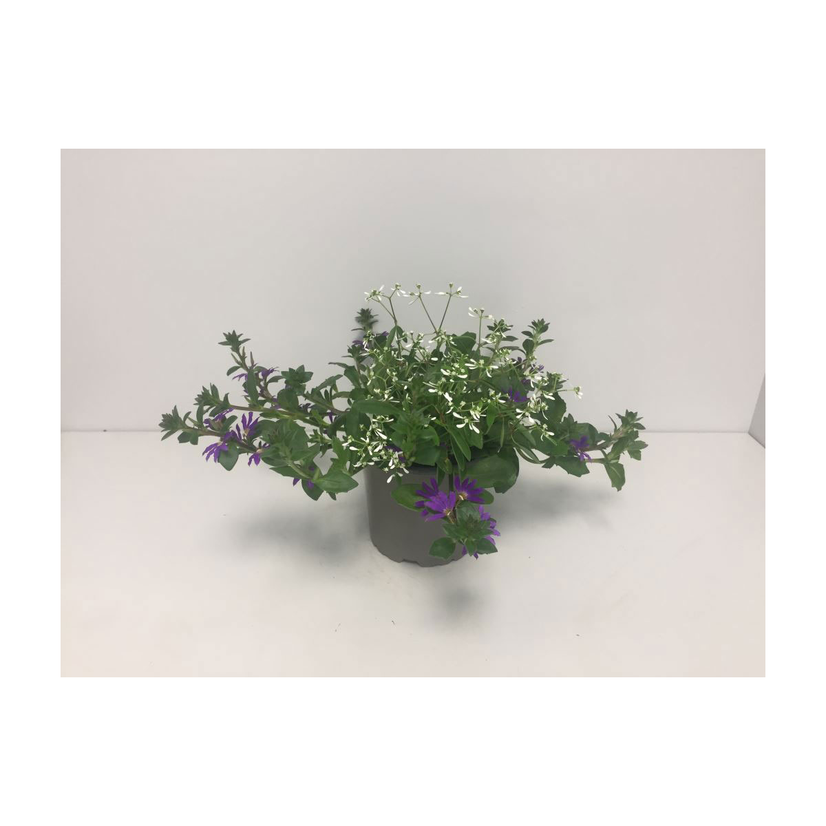 Plantiflor  Fächerblume Das himmlische Duo T12